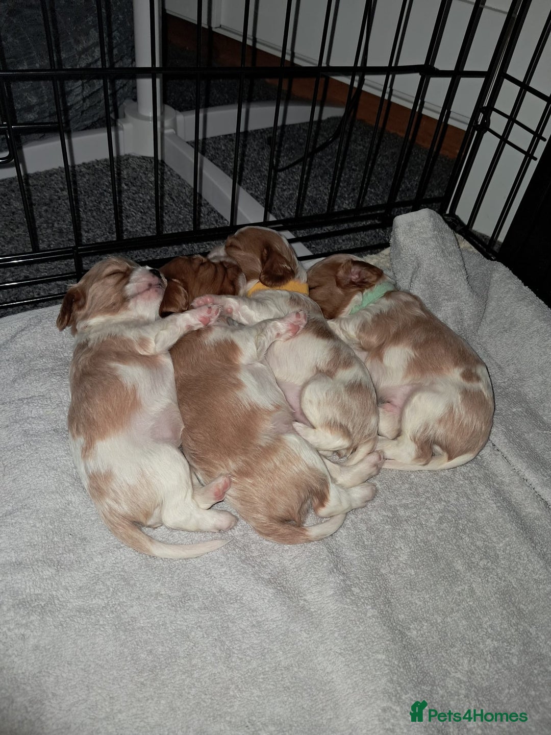 Cavalier King Charles Spaniel dogs for sale: Cavalier Puppies - Image 2