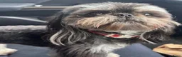 Shih Tzu dogs for sale: Tiny Shih Tzu puppies - Advert 2