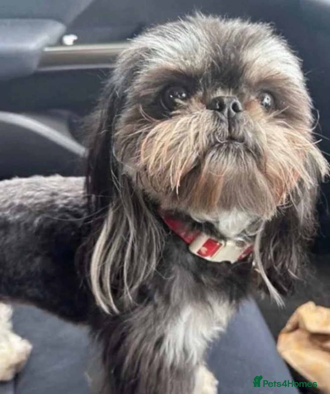 Shih Tzu dogs for sale: Tiny Shih Tzu puppies - Advert 2