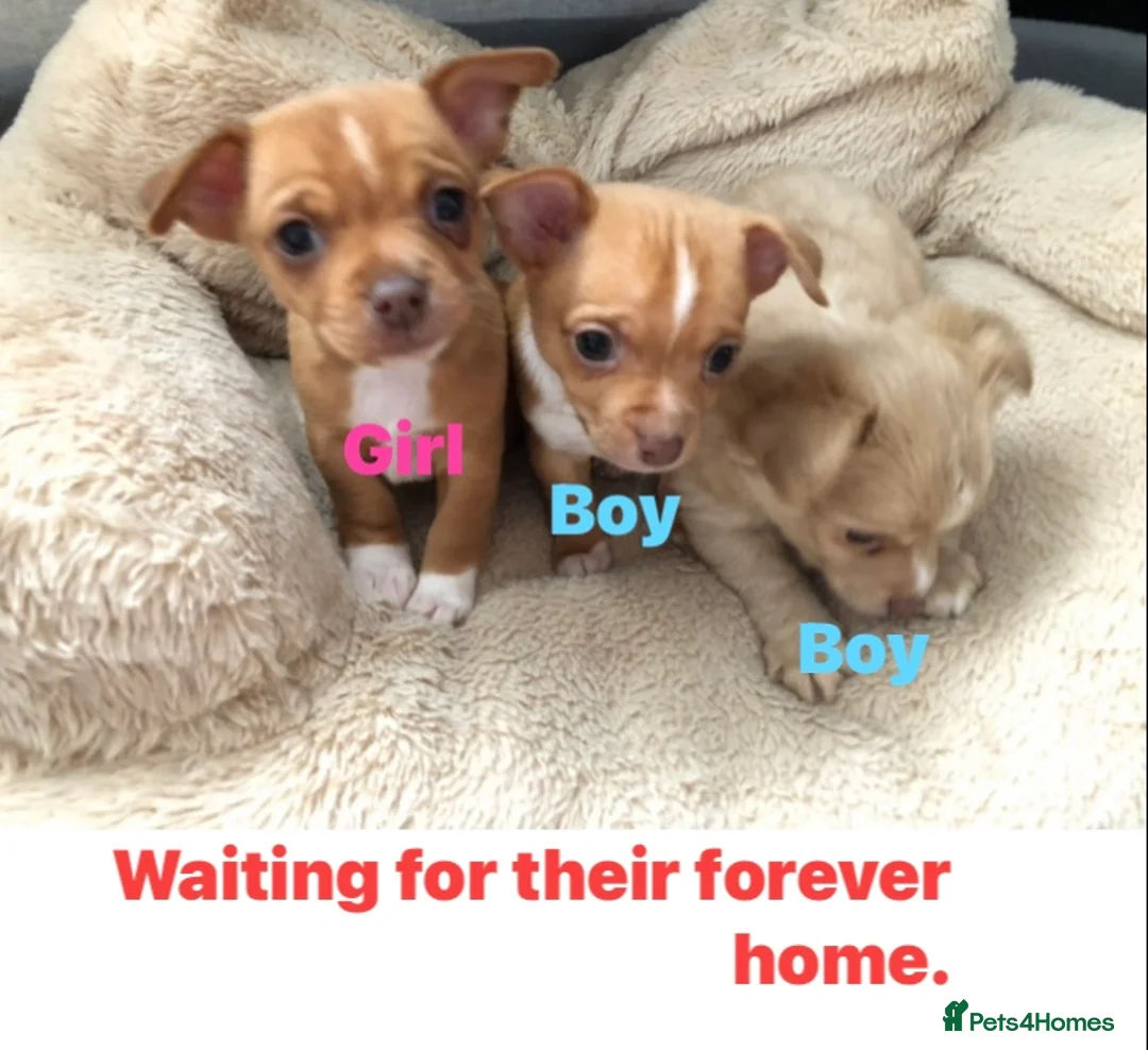 Chihuahua dogs for sale: 3 gorgeous pedigree puppies  - Advert 22