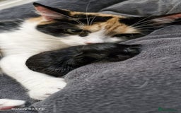 Mixed Breed cats for sale: Two male kittens. Possible delivery. - Advert 12