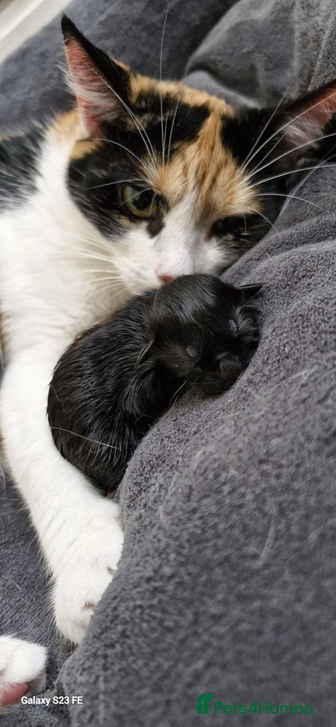 Mixed Breed cats for sale: Two male kittens. Possible delivery. - Advert 12