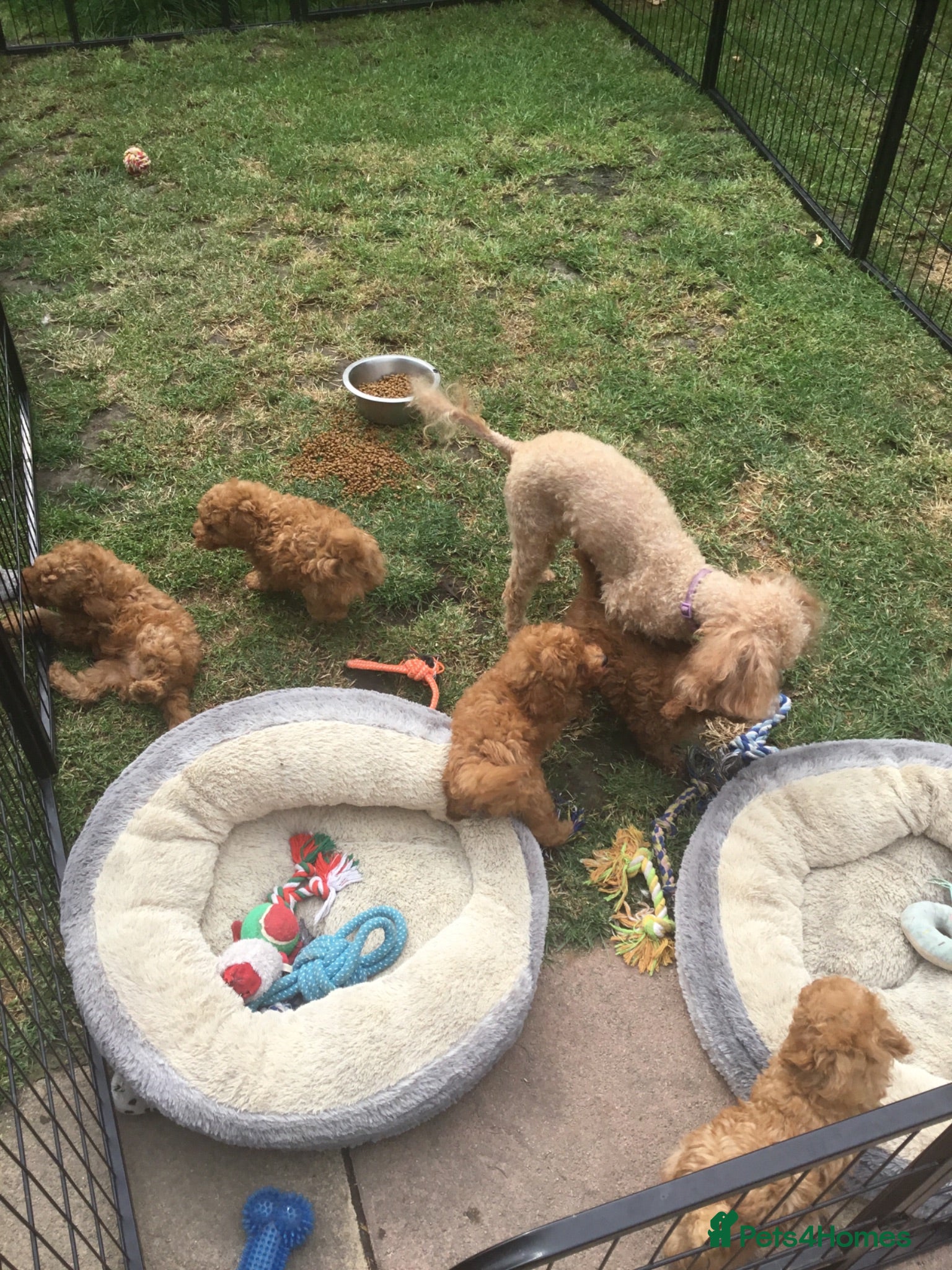 Toy Poodle dogs Beautiful Red Toy poodle Puppies - Advert 6