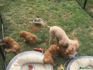 Toy Poodle dogs Beautiful Red Toy poodle Puppies - Advert 6