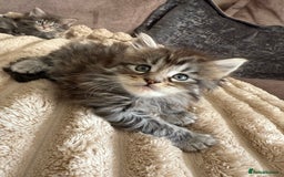 Maine Coon cats for sale: XL Russian Cubs 🇷🇺 ❤️ - Image 14