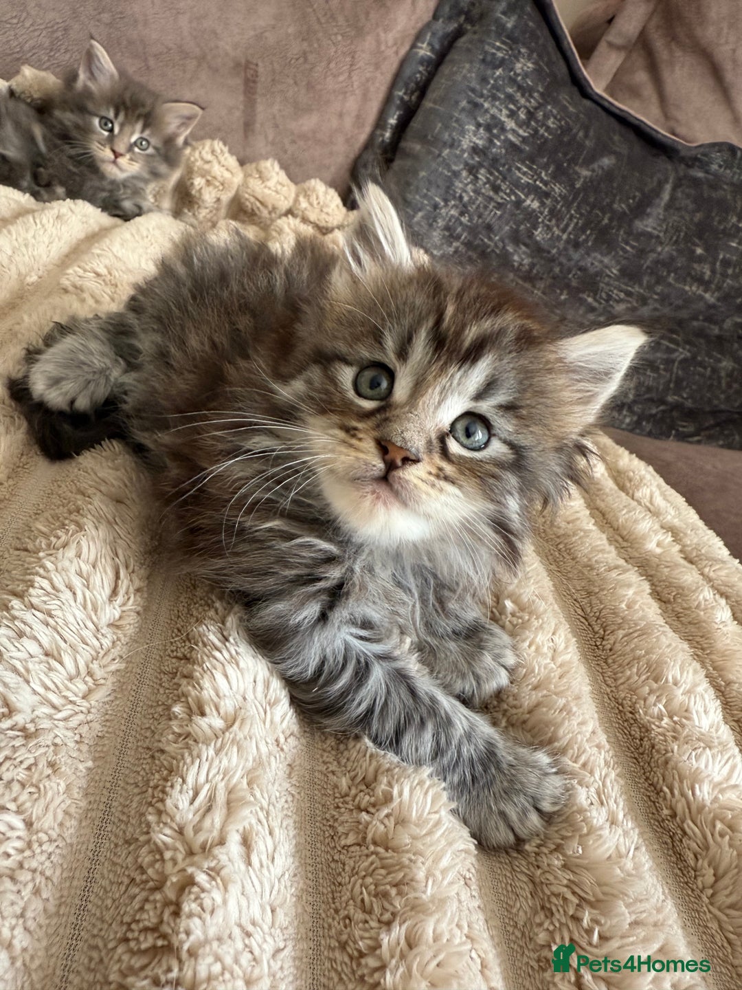 Maine Coon cats for sale: XL Russian Cubs 🇷🇺 ❤️ - Image 14