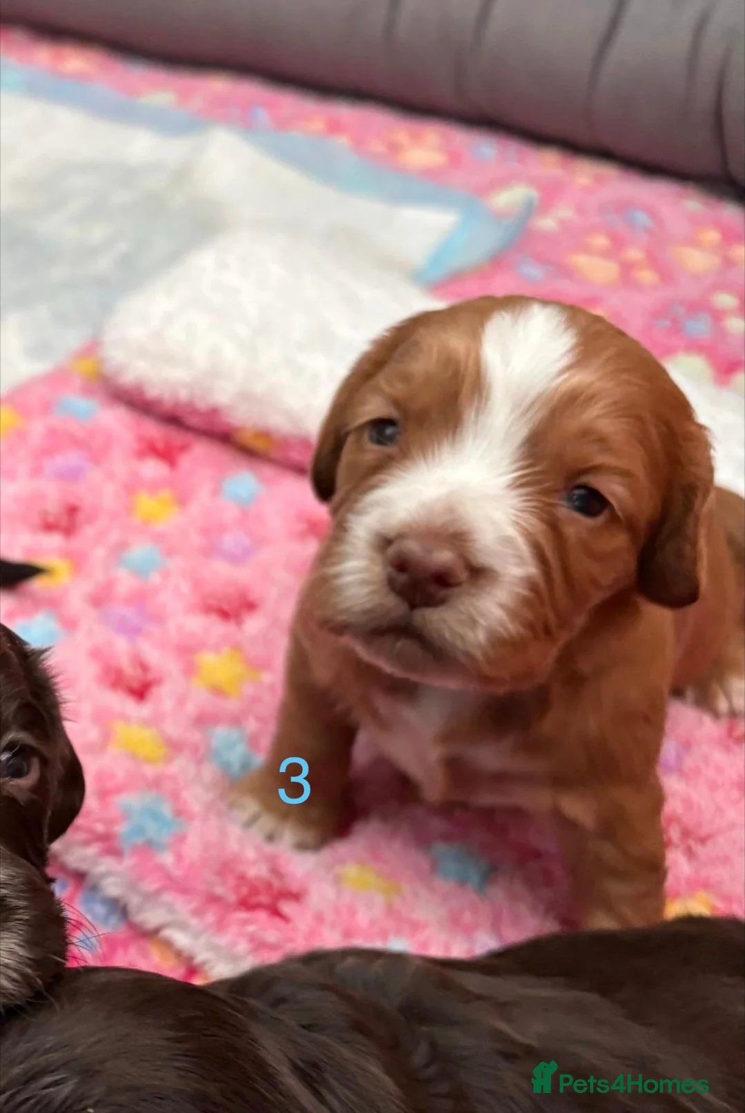 Cocker Spaniel dogs for sale: (ALL BOYS) Beautiful Cocker Spaniel Puppies - Advert 2