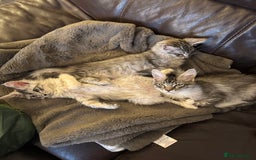 Maine Coon cats for sale: Three Mainecoon kittens for sale - Image 8