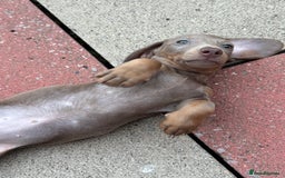 Miniature Dachshund dogs for sale: Miniature dachshund puppy. Read description  - Image 3