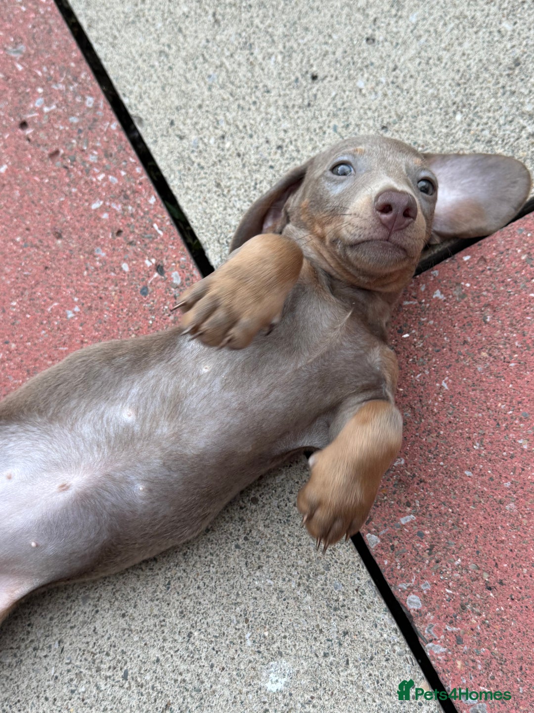 Miniature Dachshund dogs for sale: Miniature dachshund puppy. Read description  - Image 3