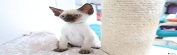Devon Rex cats for sale: Devon rex kittens neutered  included in the price - Advert 6