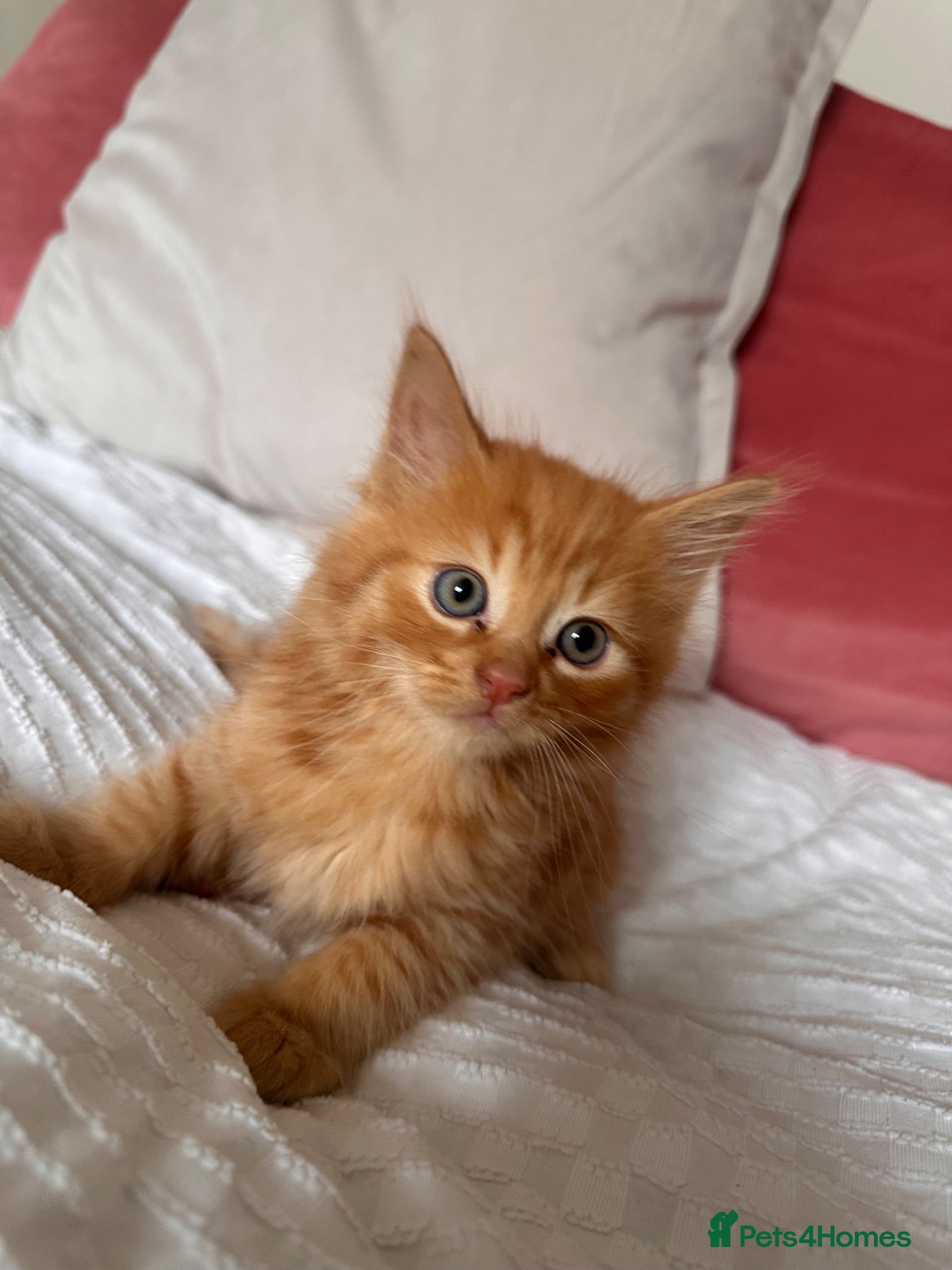 Mixed Breed cats Kittens - Advert 5