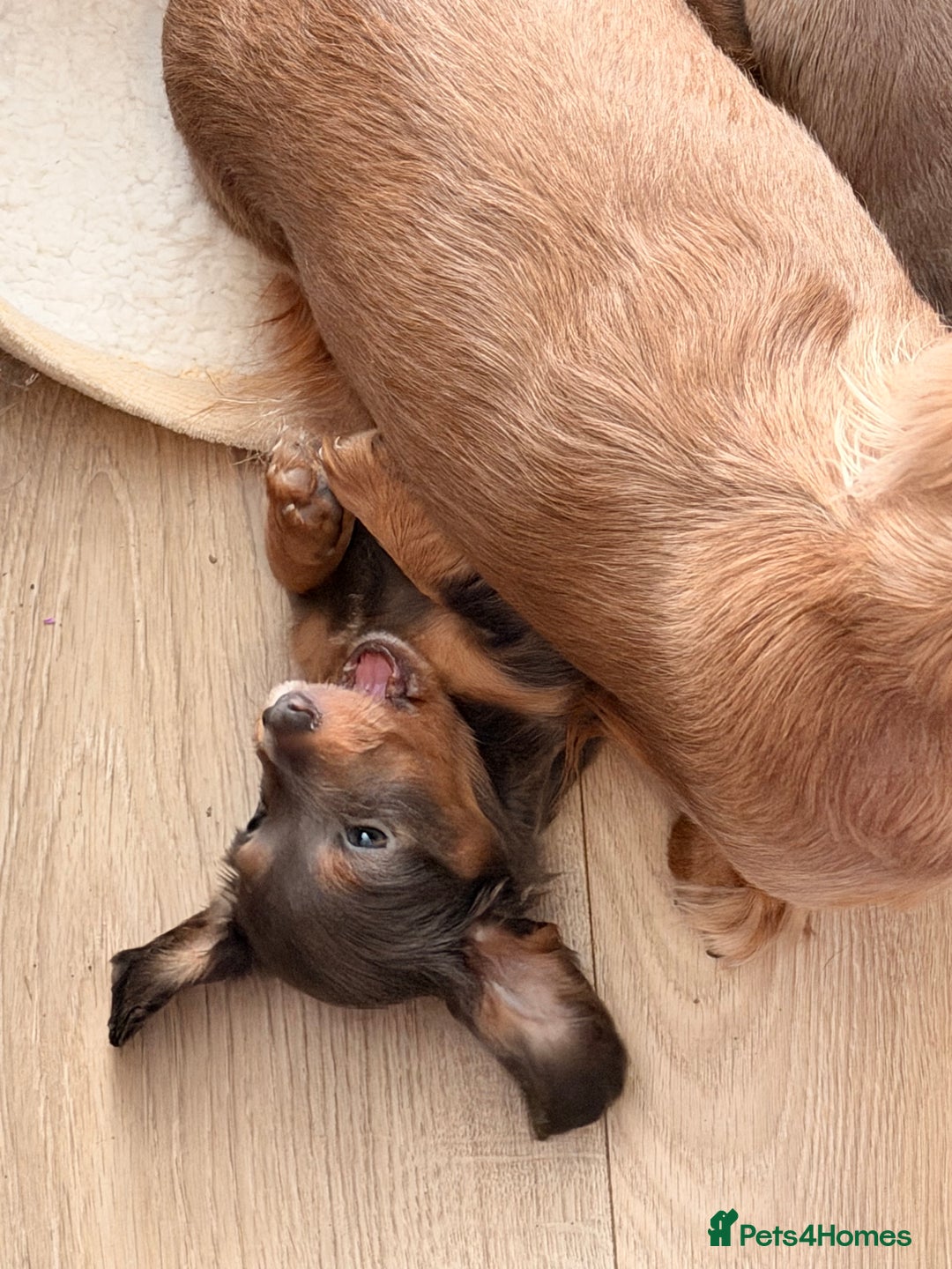 Miniature Dachshund dogs for sale: Gorgeous blue long haired dachshund 💙💗 - Advert 4