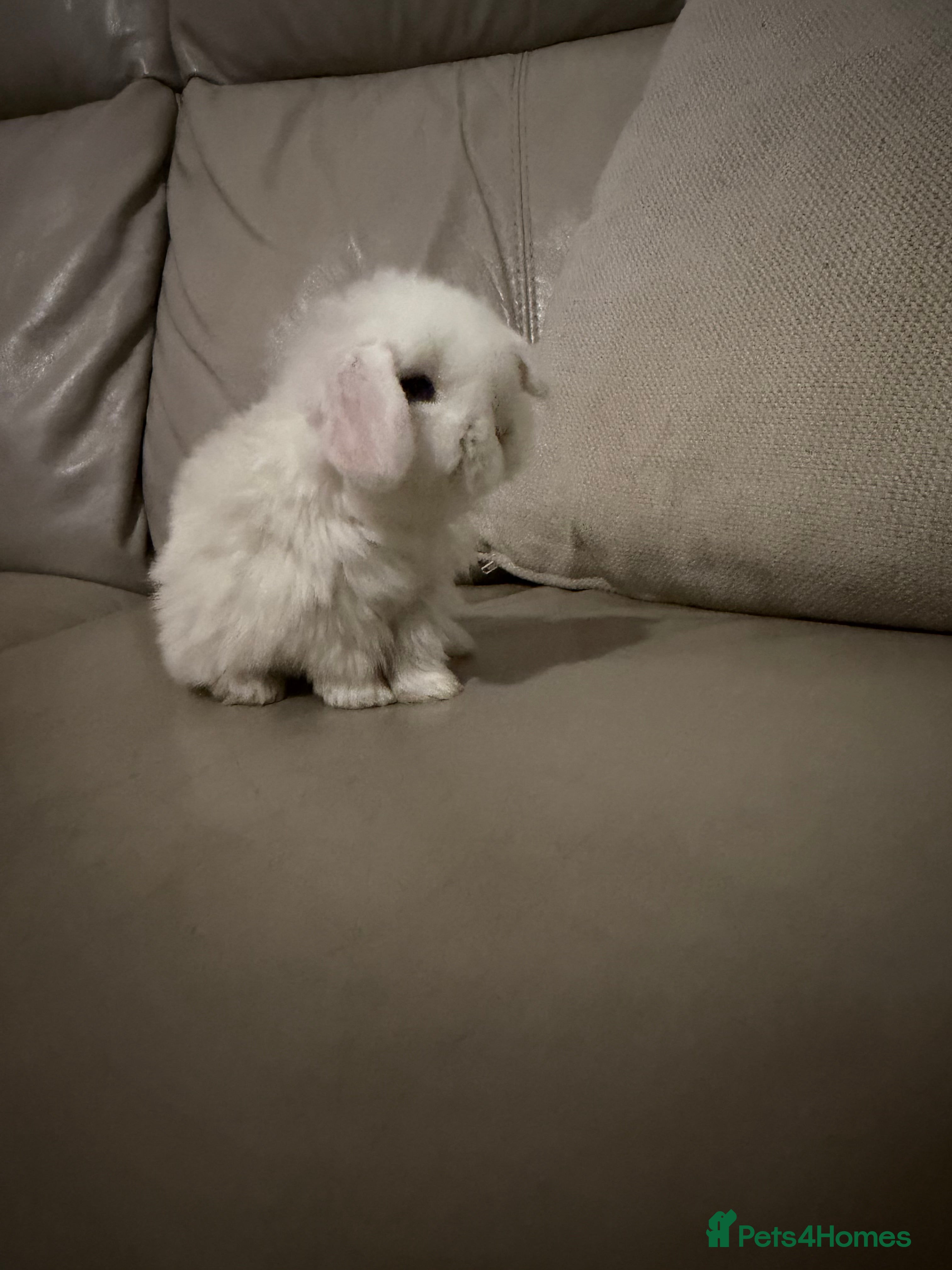 Mini Lop rabbits Mini Lops available - Advert 3