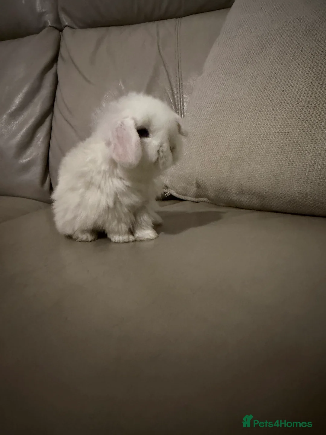 Mini Lop rabbits for sale: Mini Lops available - Advert 1