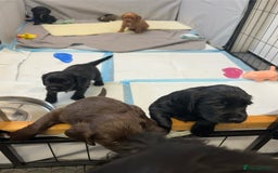 Cocker Spaniel dogs for sale: Working cocking spaniels  - Image 3