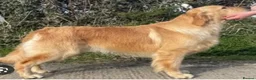 Golden Retriever dogs for sale: (N. Ireland) Pedigree Golden Retriever pups  - Advert 2