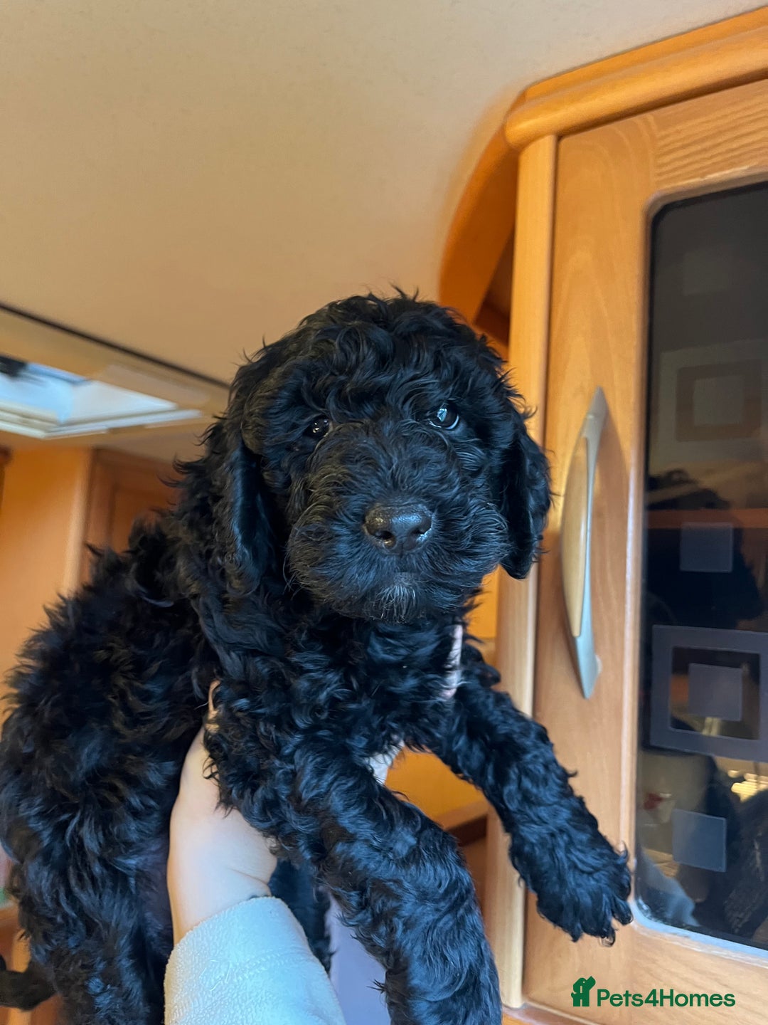 Cockapoo dogs for sale: *READY TO GO* Three beautiful black cockapoos - Advert 5