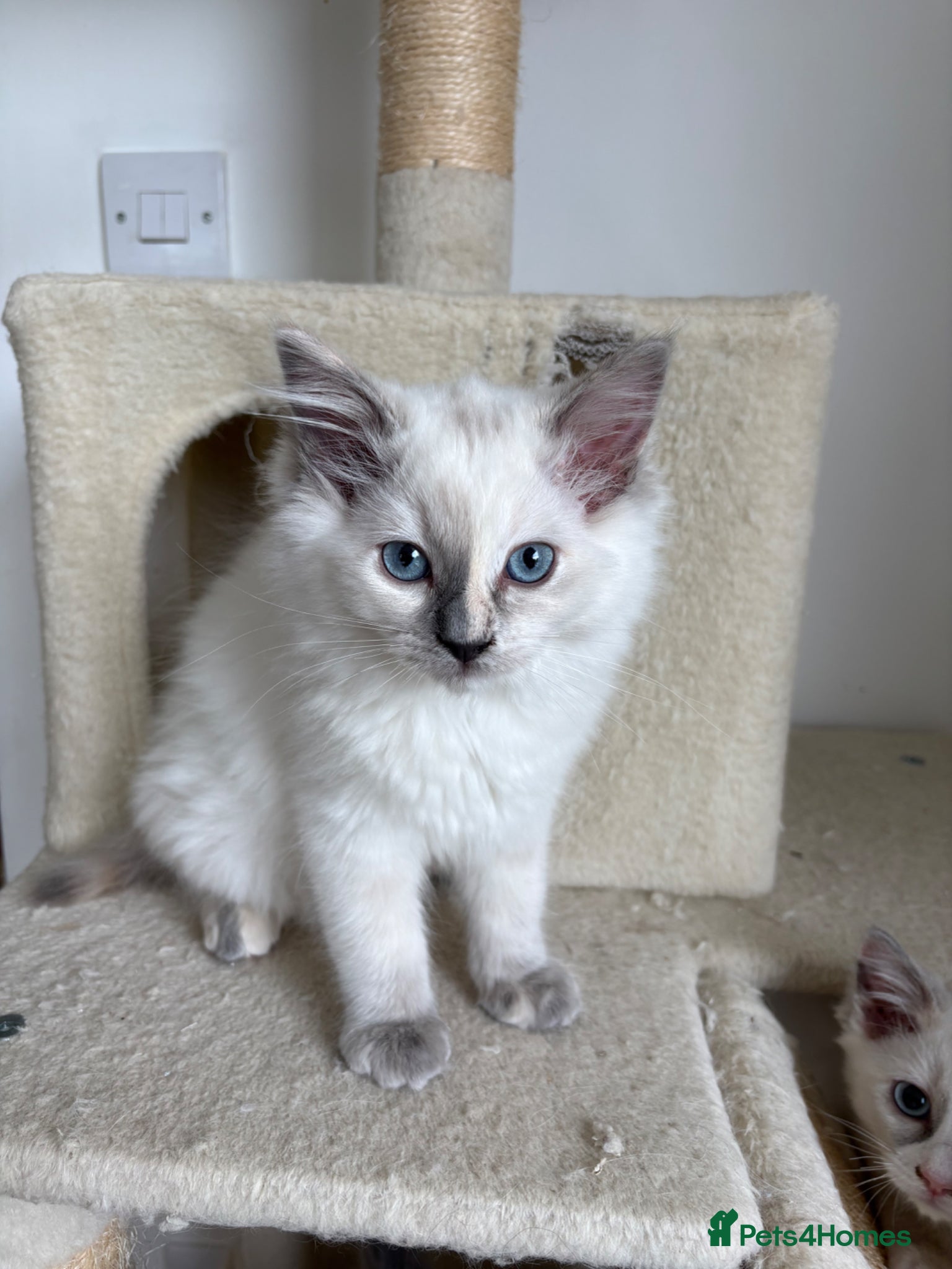 Ragdoll cats (Ready Now!) 2 beautiful ragdoll kittens left  - Advert 5