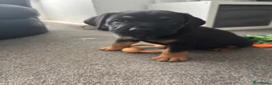 black and tan male 1