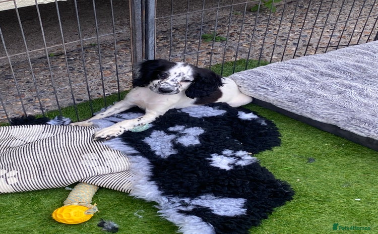 Cocker Spaniel dogs in Belvedere - Advert 11