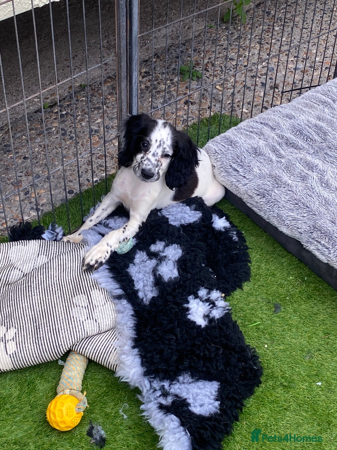 Cocker Spaniel dogs for sale: 5 cocker spaniels in Belvedere - Image 1