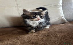 Siberian cats for sale: 5 beautiful miniature kittens  - Advert 14