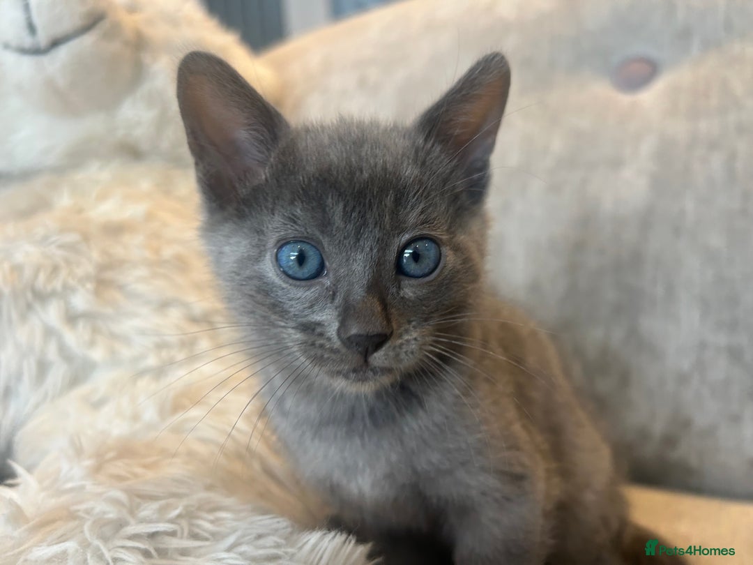 Bengal cats for sale: Stunning Bengal Kittens - TICA Registered - Image 7