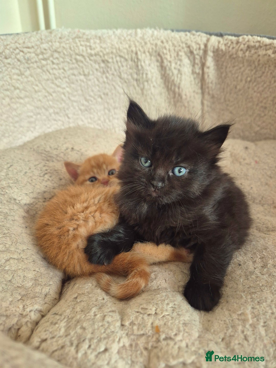 Mixed Breed cats for sale: 😺 VERY FRIENDLY KITTENS 😺 - Advert 35