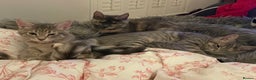 Mixed Breed cats for sale: Adorable female cats Looking for a Forever Home ! - Advert 9