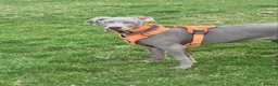 Weimaraner dogs for sale: Our beautiful boy Bodhi  - Advert 1