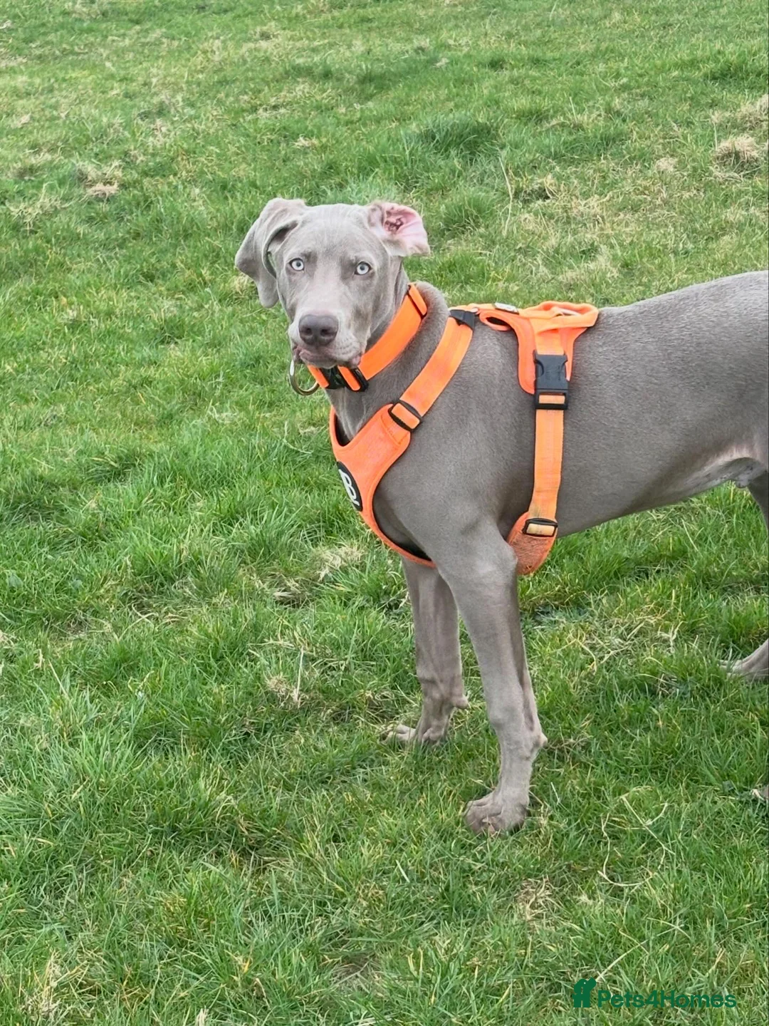 Weimaraner dogs for sale: Our beautiful boy Bodhi  - Advert 1
