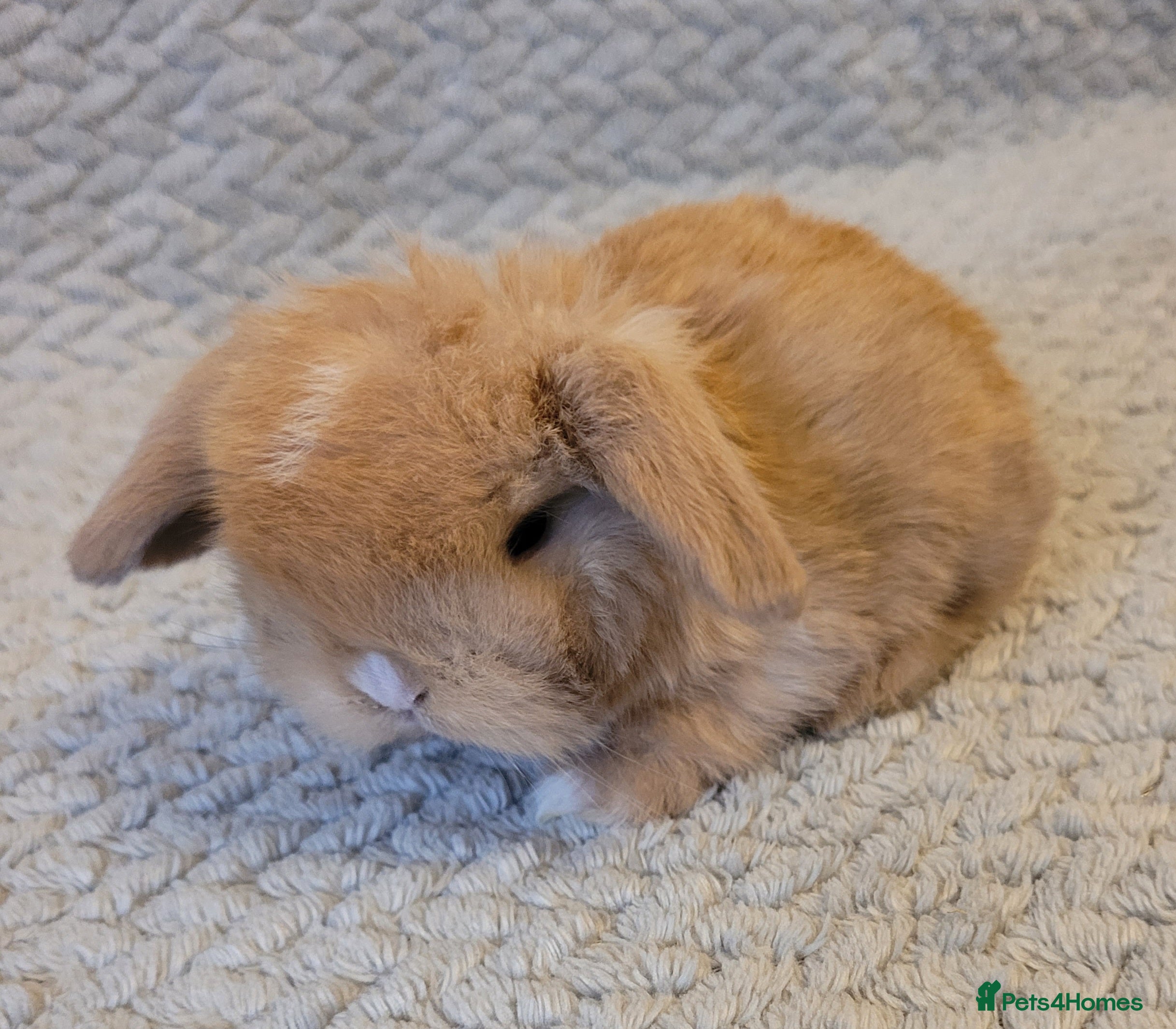 Mini Lop rabbits Beautiful mini lop bunnies & Adult available  - Advert 13