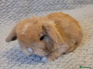 Mini Lop rabbits Beautiful mini lop bunnies & Adult available - Advert 13