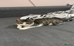 Domestic Shorthair cats for sale: Adorable Kittens Ready for Their Forever Homes - Image 2