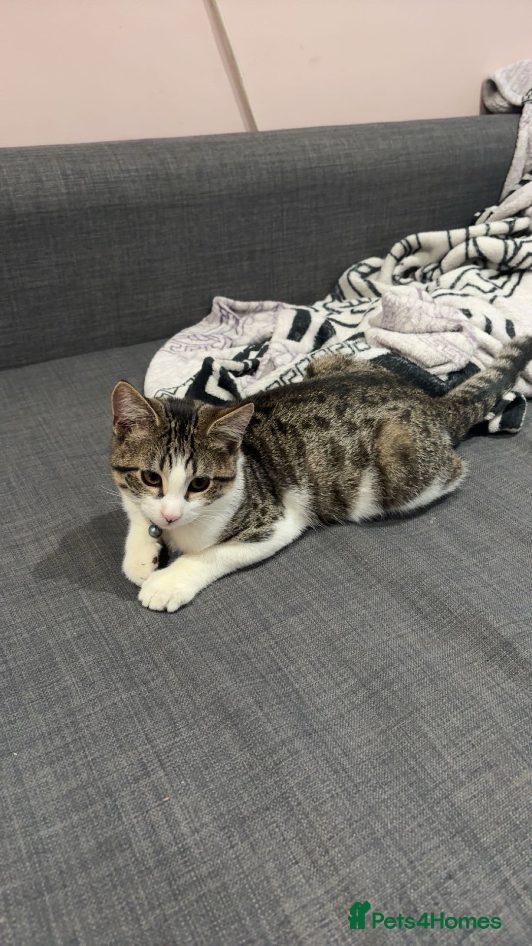 Domestic Shorthair cats for sale: Adorable Kittens Ready for Their Forever Homes - Image 2