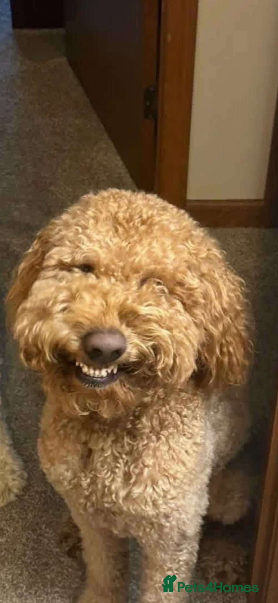 Mini Goldendoodle dogs Mini goldendoodle f1b - Advert 1