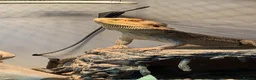 Bearded Dragon reptiles for sale: Beard dragon and tank  in Milton Keynes - Advert 1