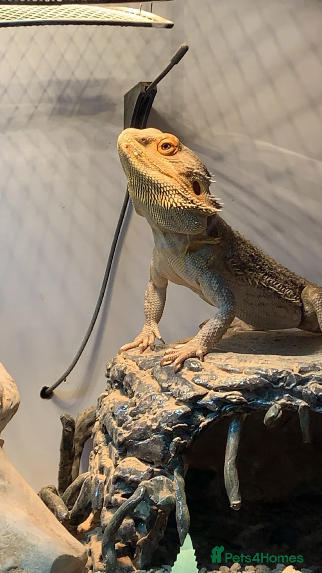 Bearded Dragon reptiles for sale: Beard dragon and tank  in Milton Keynes - Advert 1