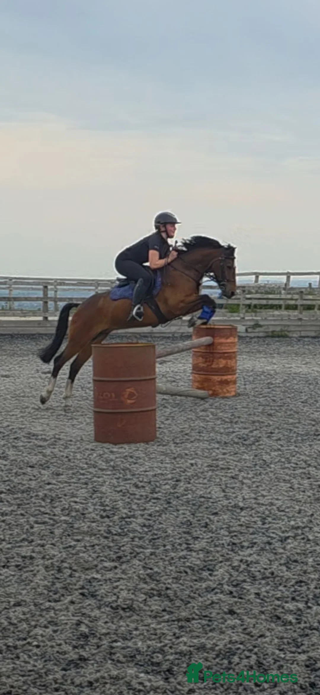 Hackney horses for sale: All Hands On Dec in Kilmarnock - Advert 1