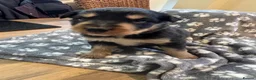 Mixed Breed dogs for sale: Border Collie x Kelpie Puppies in Caernarfon - Advert 10