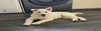 Pomsky Puppy 1