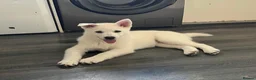 Pomsky dogs for sale: 3 Adorable Pomsky Puppies  - Advert 16