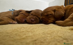 Labrador Retriever dogs for sale: Stunning Super Dark Red Labs from KC&health tested - Advert 1