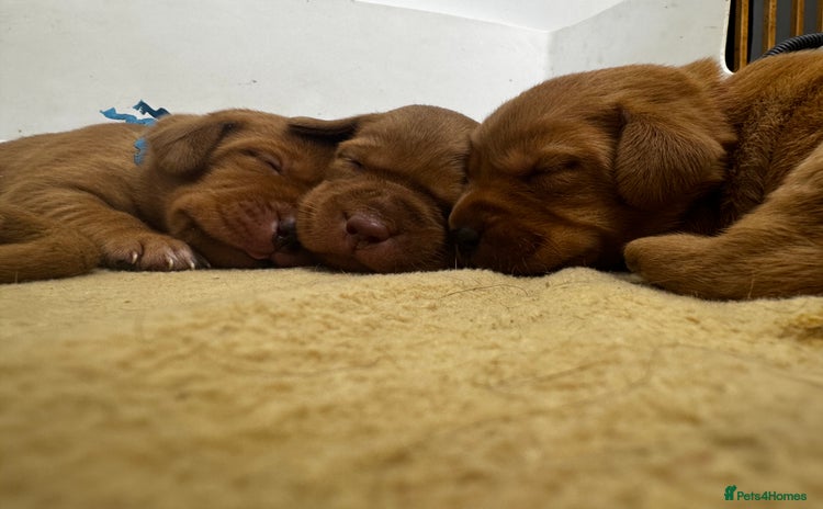 Labrador Retriever dogs Stunning Super Dark Red Labs from KC&health tested - Advert 1