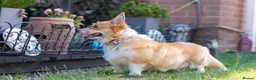 Welsh Corgi Pembroke dogs for sale: Beautiful Welsh Pembroke corgi female  - Advert 20