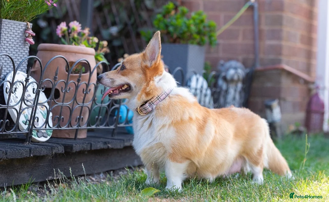 Welsh Corgi Pembroke dogs for sale: Beautiful Welsh Pembroke corgi female  - Advert 20