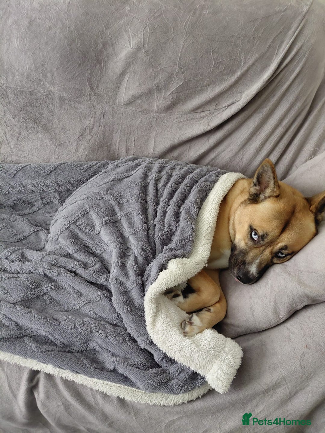 Mixed Breed dogs for sale: Husky cross frenchie  - Advert 1