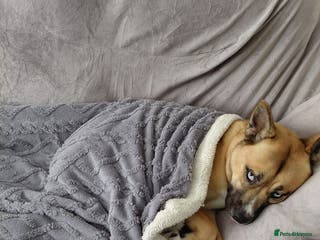 Mixed Breed dogs Husky cross frenchie - Advert 1