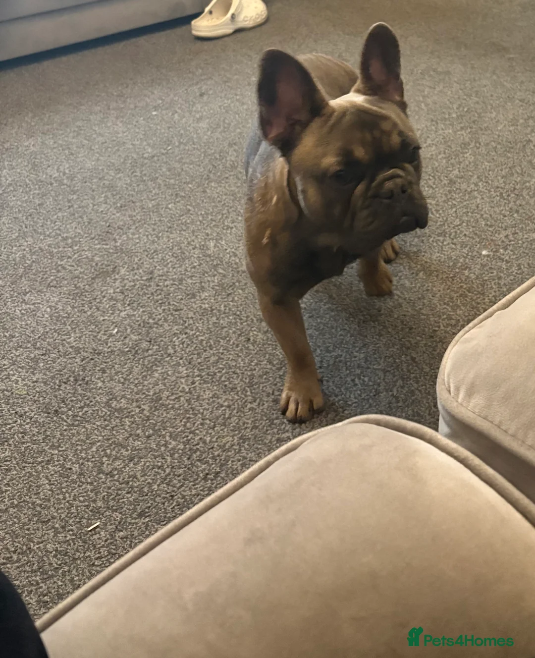 French Bulldog dogs for sale: Female French bulldog for rehoming  - Advert 2